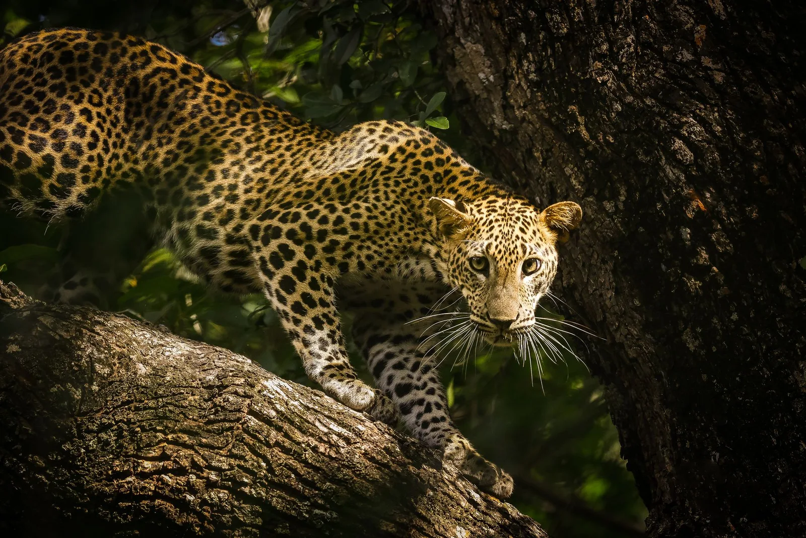 Wildlife in Sri Lanka